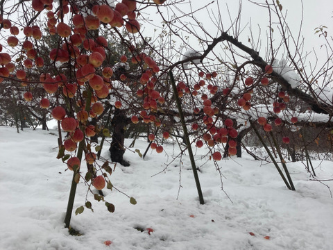 県外のスーパーなどに並ばない冬獲り完熟りんご‼︎今年も完熟の証【いぼりりんご】が仕上がりました◎青森県産蜜入り葉取らずサンふじ３キロ　大玉中玉8個〜11個