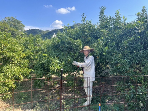 今だけ限定！！≪S,Mサイズ≫これぞ瀬戸内！ 広島県佐木島のグリーンレモン約３kg【除草剤・ワックス・防腐剤不使用】