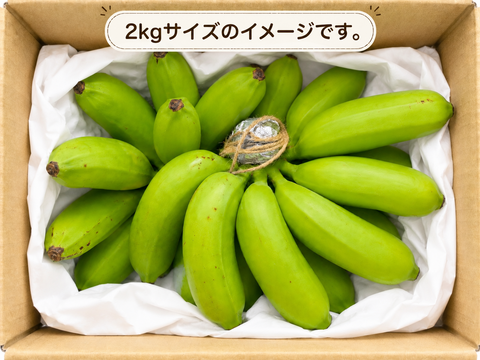 石垣島直送！「島バナナ」栽培期間中農薬不使用 2kg：沖縄県産の島
