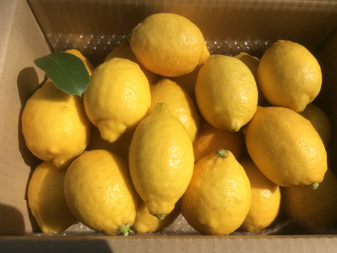 広島県産 ヤギと育てたリスボンレモン 3 広島県産の果物 食べチョク 産地直送 産直 お取り寄せ通販 農家 漁師から旬の食材を直送
