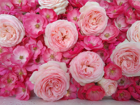 【母の日ギフトに】ローズアフタヌーンティセット