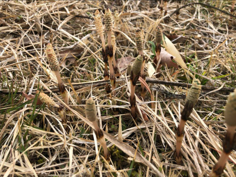【袴処理済】有馬温泉の麓 天然つくし 200g 3月中旬より発送 土筆 袴なし