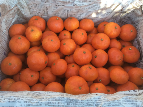 蔵出し紅みかん「特別限定品」（５㎏）