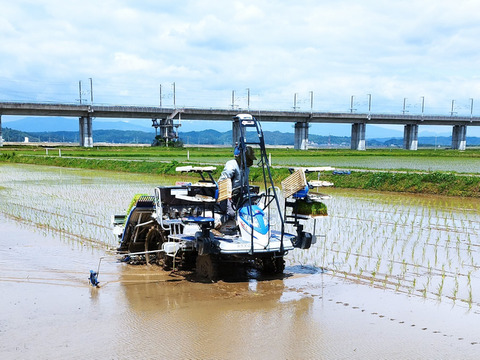 安心な有機JAS認証　有機栽培コシヒカリ分づき精米10㎏