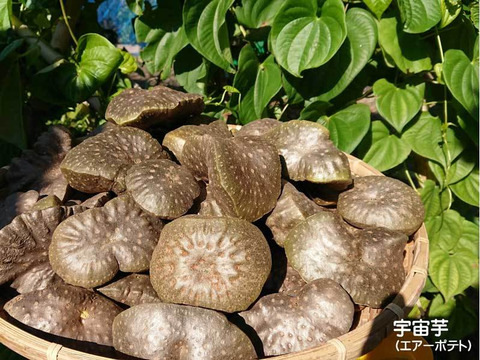 宇宙芋 エアーポテト お得な3kg+おまけ3個付き やまのいも 巨大ムカゴ