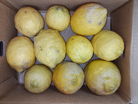 【農薬不使用】レモン3kg(9個～12個)　和歌山県産　サイズ混合 等級混合B級品 即日発送