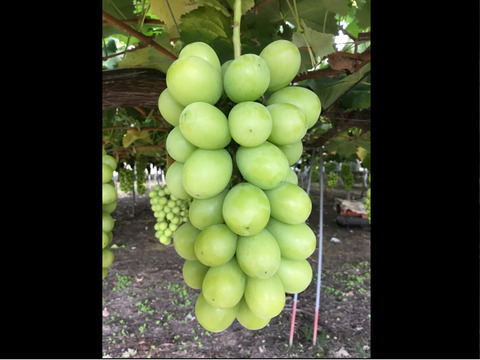 甘～い！　完熟シャインマスカット　ご家庭用2㎏