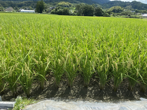 新米 熊本県産ヒノヒカリ 玄米20k