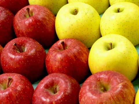 青森県弘前市産りんご 『新登場』『夢のコラボ』『代々受け継いだ懐かしい自然の味』蜜入り糖度１３度以上 家庭用完熟葉とらずサンふじ、王林ミックス約5kg18個〜23個入り