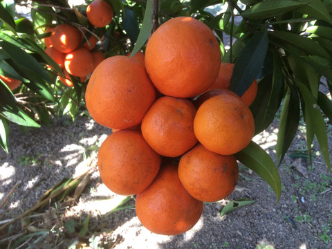 ３名限定高級柑橘「 アンコールマンダリン」約4㎏（38個から43個）
