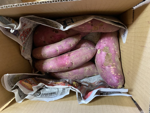 訳あり品　正規品も入ってます！甘くて美味しいシルクスイート3.5キロ