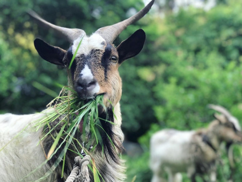 🌈小さな畑の冬野菜🌈【2〜3人分】