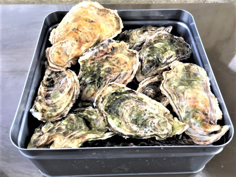 牡蠣のガンガン焼き　（冷凍）　（20個）(約2kg))（牡蠣ナイフ、片手用軍手付)