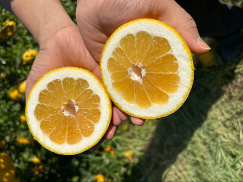 🍊今が旬！！🍊【御家庭用】　7.0㎏　天晴晩柑！（河内晩柑）