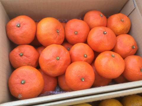 蔵出し紅みかん「特別限定品」（５㎏）