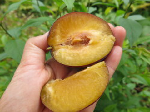 【食べ比べ】おいしい生プルーン2品種詰合せ　約1.2ｋｇ