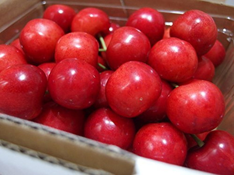 【 ご家庭用:佐藤錦 】山形県産 500g 🍒サイズM〜LLお楽しみ商品になります^_^！！