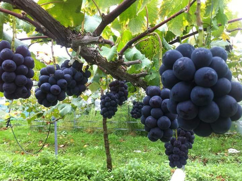 【カナダ人農園主の真心を込めた】ニューピオーネとシャインマスカットの詰め合わせ約２ｋｇ（ご家庭用）