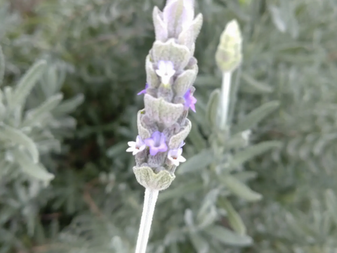 【お徳用】３袋分🪻ラベンダー サシェ🌿ラベンダーデンタータのセミドライ（生葉に近いです）の葉と花を詰めたオーガンジーの袋、３袋分のお届け🌿ハーブ🌿自然栽培 🏣ゆうパック60サイズ