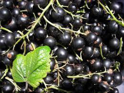 元気カラーで華やかに‼北海道十勝産冷凍ベリー詰め合せ（6種計1kg）