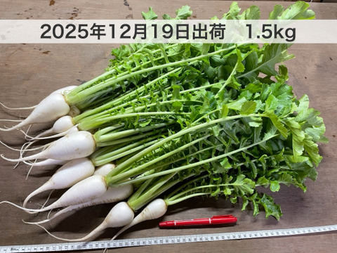 【無肥料・栽培期間中農薬不使用】柔らかく旨みもある葉大根500g（打木源助大根の間引き菜）