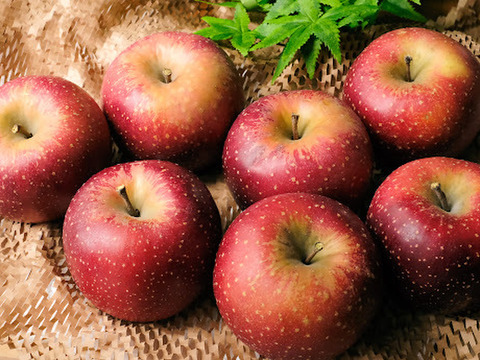 2025年度予約始めます🙇このりんご絶対食べて欲しい‼️甘くて芳醇な香り🍎千雪りんご3キロ
