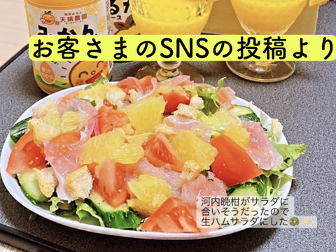 🍊今が旬！！🍊【御贈答用】　2.5㎏　天晴晩柑！（河内晩柑）