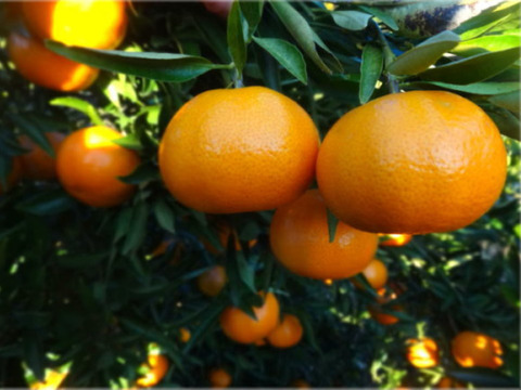 春柑橘の香り漂う！食味抜群の希少品種！「珠美柑（たまみかん）」　サイズ混合　お試し品　約２ｋｇ