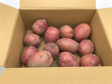 クリーミーで甘味のあるホクホクした食感がおいしい♪外皮は赤紫色でも中の果肉は鮮黄色、加熱するとホロホロと崩れやすいので、ポテトサラダやマッシュポテトなどに最適なジャガイモ『アンデスレッド』1.5kg