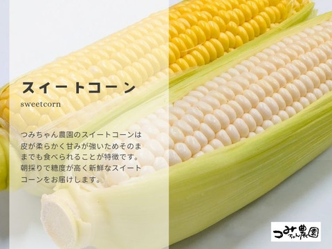 ［3kg］甘くてジューシー♪２色の高糖度スイートコーン（6本〜8本）6月発送
