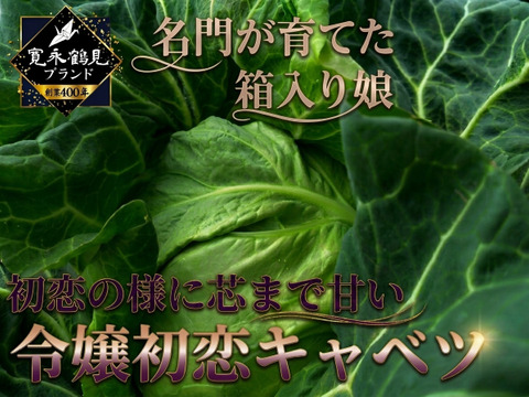 【日テレ出演で話題】💡名門が育てた箱入り娘“芯まで甘い初恋の味”『令嬢初恋キャベツ』400年の伝統土壌🥬お試し1玉約1キロ