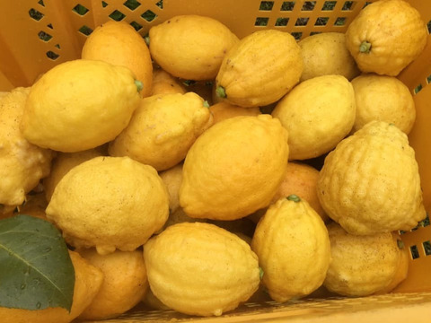 【広島県産】これが夏レモン！5㎏（大玉）
