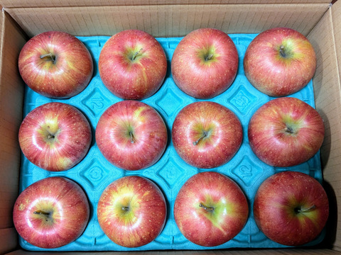 完売【甘いりんご解禁です🍎】 シナノスイート 3キロ箱 6玉〜15玉