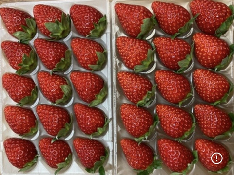 古都華　ならあかり　食べ比べ　奈良県品種　260g×2パック　いちご　苺　プレミアムイチゴ