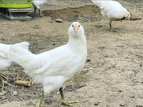🉐純国産鶏アロウカナ50個【富士の極卵】青空のびのび飼育