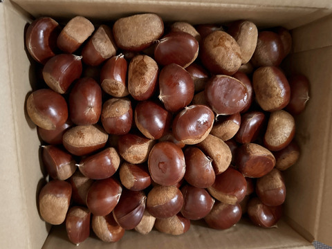 温湯殺虫済　しっとりなめらか石鎚3L(1kg)