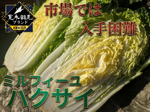 【日テレ出演で話題】💡市場では絶対に入手困難『幻のミルフィーユ白菜』400年の伝統土壌で培われたブランド白菜🥬お試し大玉1株約3キロ【冬ギフト】