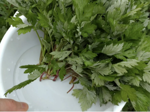 よもぎ生葉🌿60本（60苗）以上🌿１枚目の写真が約10本✕6🌿上から15cmの柔らかいヨモギ🌿和ハーブ🌿ヨモギ☆蓬☆畑横の人が通らない林の蓬🌿🏣ゆうパック