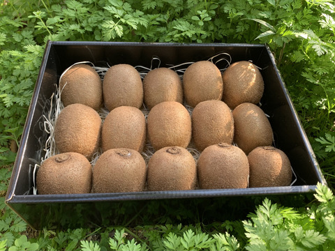 えっ これがキウイ 食べてビックリ濃厚な味わい 極美味キウイフルーツ 竹 化粧箱入り 1kg 8 16個 愛知県産 食べチョク 農家 漁師の産直ネット通販 旬の食材を生産者直送