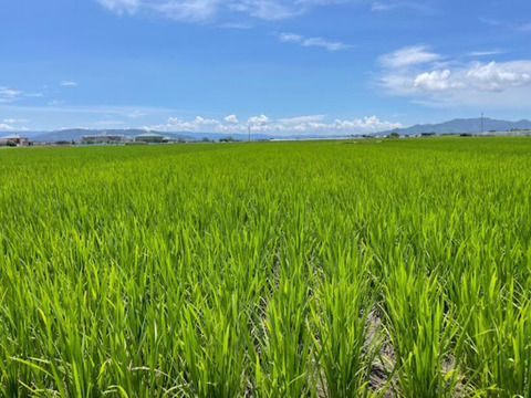 【令和3年産 （5Kg）】熊本（阿蘇山）白川の美味しい水で育てたお米