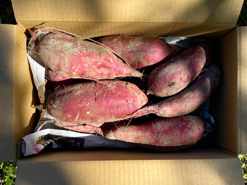 【有機JASシルクスイート5kg】追熟完了❣️絹のようななめらか食感、ねっとりとして甘味最高な大人気品種！スイートポテト、蒸し芋、干し芋、大学芋など！おやつづくりから離乳食まで！家族が喜ぶ美味しさ‼️