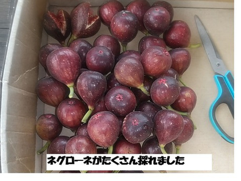 冷凍イチジク1.5ｋ(500g x 3) 完熟収穫＆農薬不使用