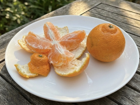 🍊手でむけて食味も◎不知火小玉サイズ！ご家庭用しらぬい4.5kg