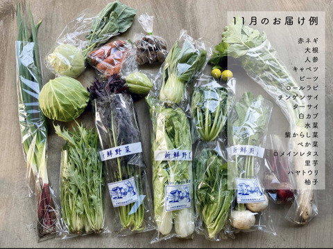 【有機JAS認証】季節のオーガニック野菜セット（10〜15品目、100サイズ）