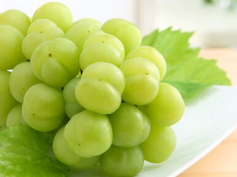 【ご進物用】桃太郎ぶどう※クール冷蔵便