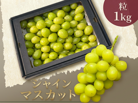 【限定/家庭用】甘さと香りの極み！朝穫りシャインマスカット 粒 1kg（種なし・皮ごとOK）