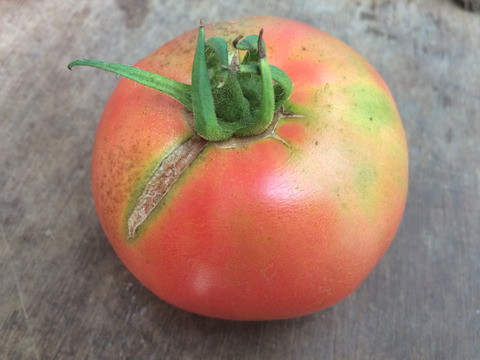 ［9月10日発送分］　旨みがぎゅっ！トマト好き農家がおくる『大玉トマト』2㎏