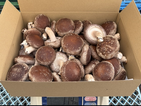 北海道産菌床生しいたけ(１ｋｇ)