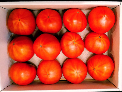 【2023～2024シーズン終了】味の濃厚さにハマる！フルーツトマト　1キロ箱詰（正味800グラム程度）※サイズ指定不可