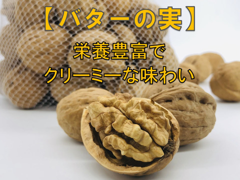 バターの実 国産くるみ 信濃くるみ キングサイズ 500g 殻付き 数量限定 ナッツ 長野県産 食べチョク 農家 漁師の産直ネット通販 旬の食材を生産者直送